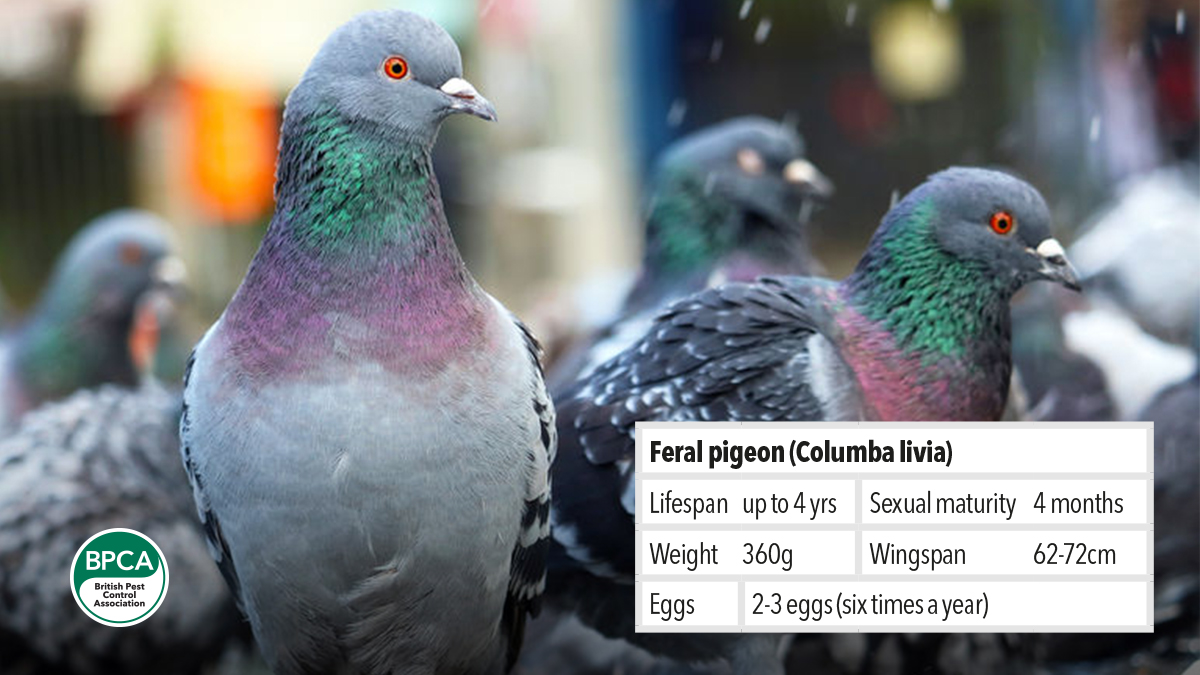 Controlling and managing pest Feral pigeon Columba livia